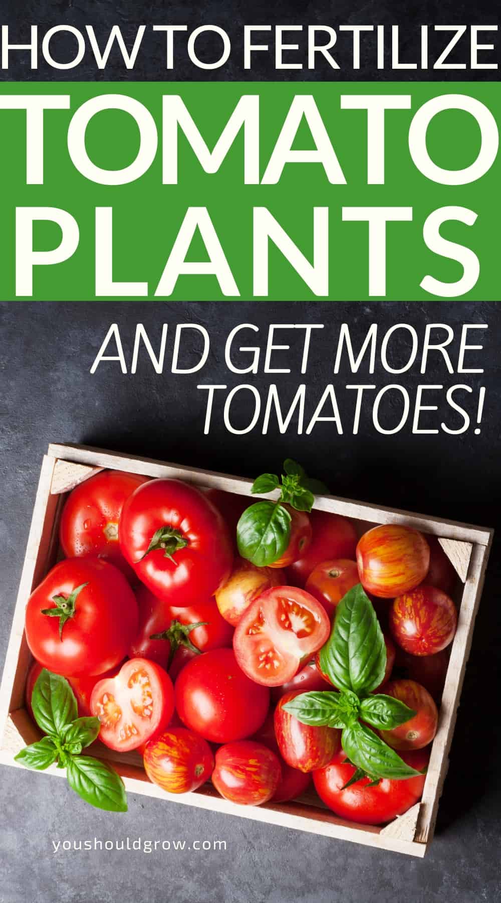 Growing tomatoes is not rewarding unless you get to eat some! Knowing how to fertilize tomatoes will make all the difference in how many tomatoes you get this summer. Homemade tomato fertilizer ideas and recipes. Want to know how to fertilize tomatoes? Get the tips and tricks you need to know here.

Beginner gardening, vegetable gardening tips