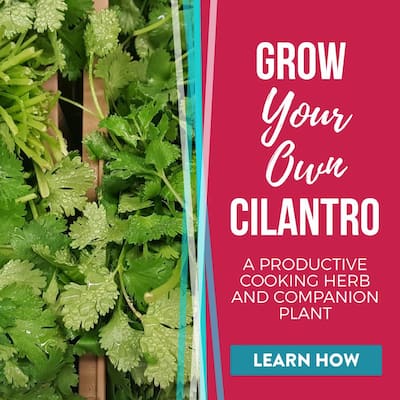 How To Grow Cilantro Featured Image