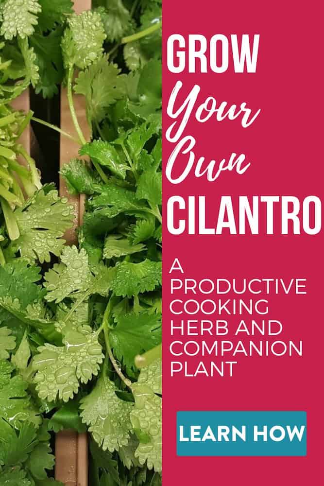 Growing cilantro in a pot is easy indoors and outdoors. Cilantro is also a great companion plant in the garden. Grow cilantro from seed with these tips. Did you know cilantro is also known as a coriander plant? Learn how to grow cilantro as a cooking herb and companion plant for your kitchen garden. Plus tips and tricks for getting the best flavor from your harvest.