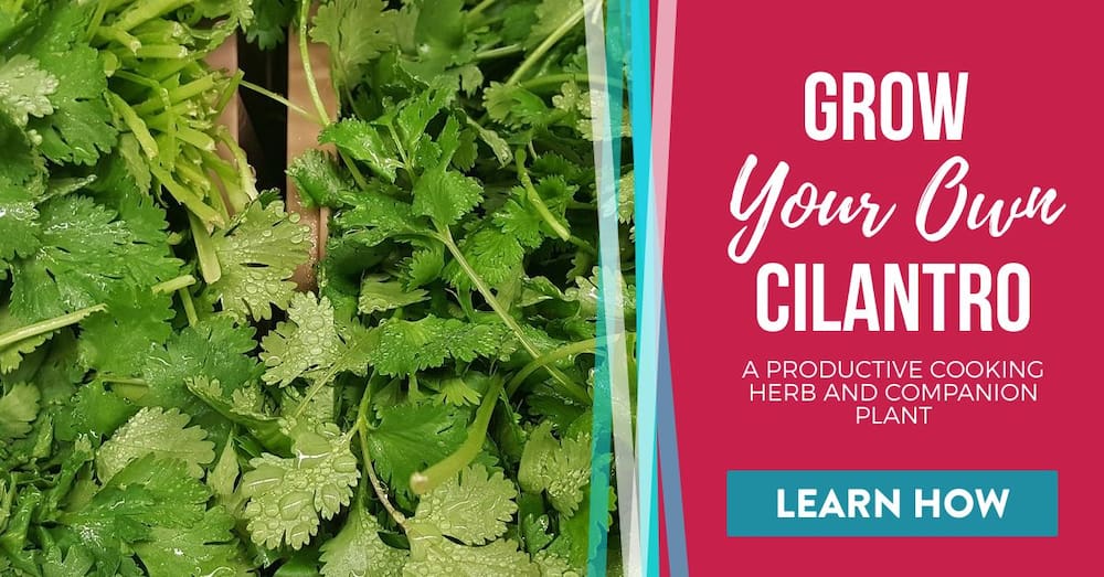 how to grow cilantro social media image