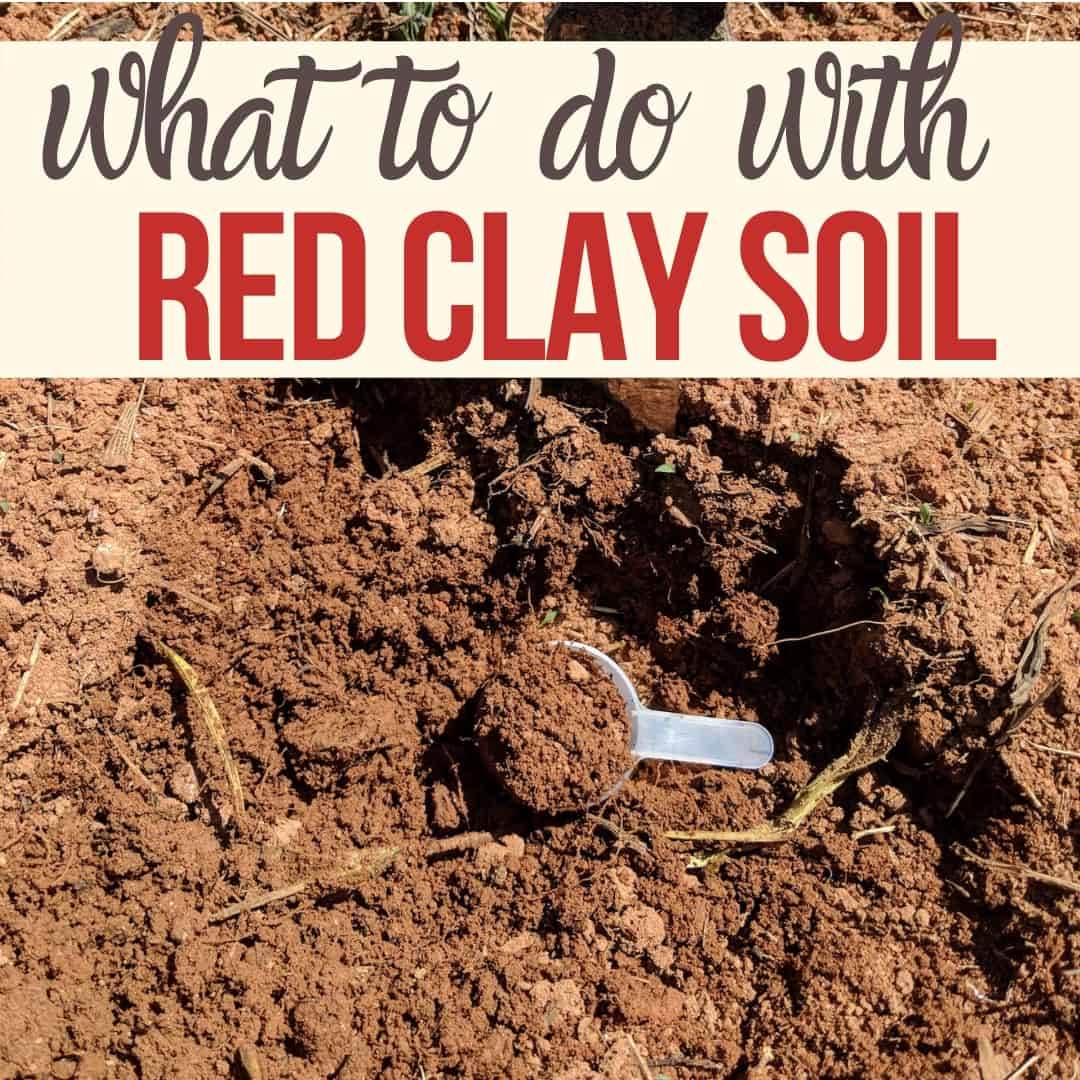 Gardening In Red Clay Soil? You’re Better Off Than You Think