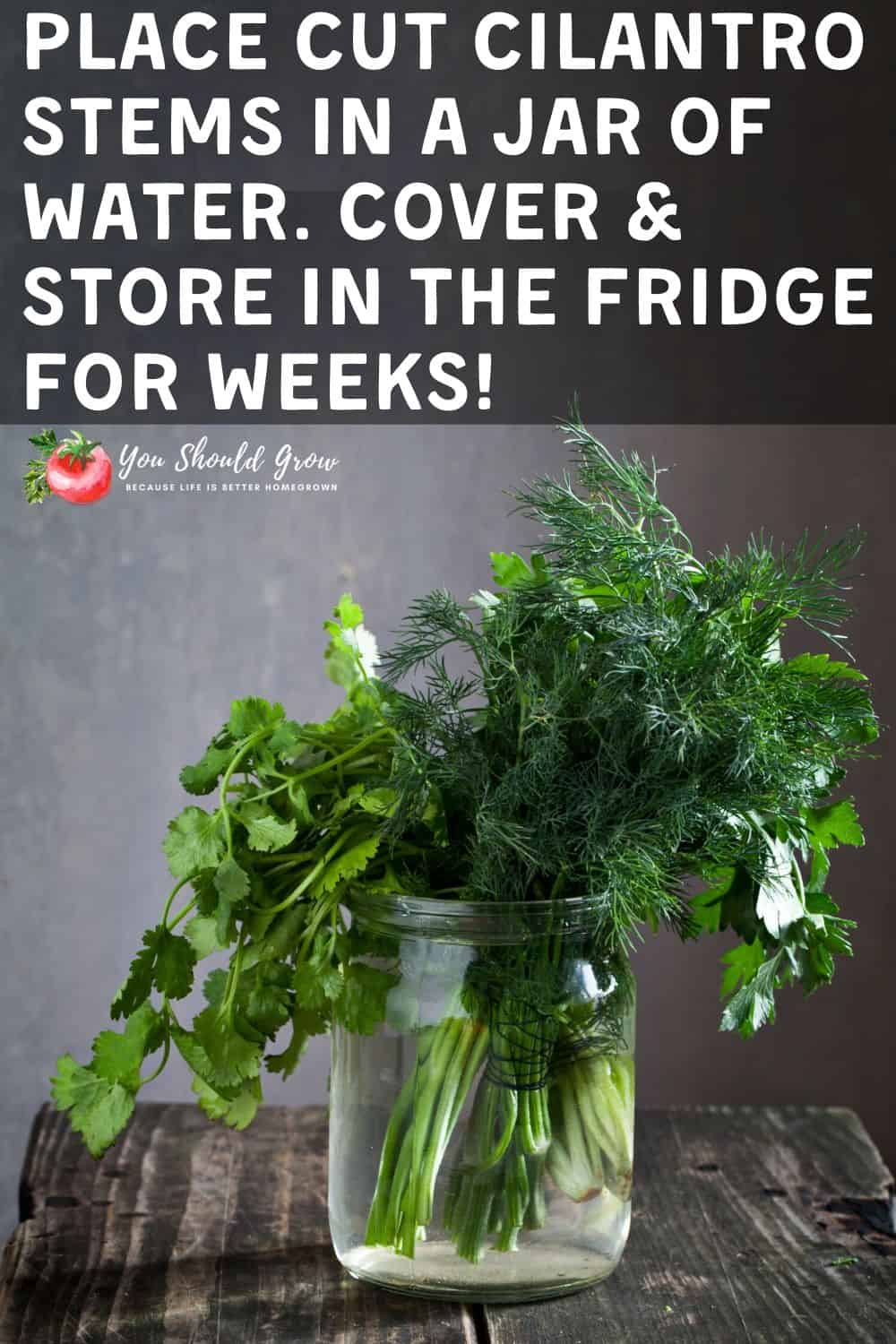 Storing fresh cilantro in the fridge. Pinterest pin