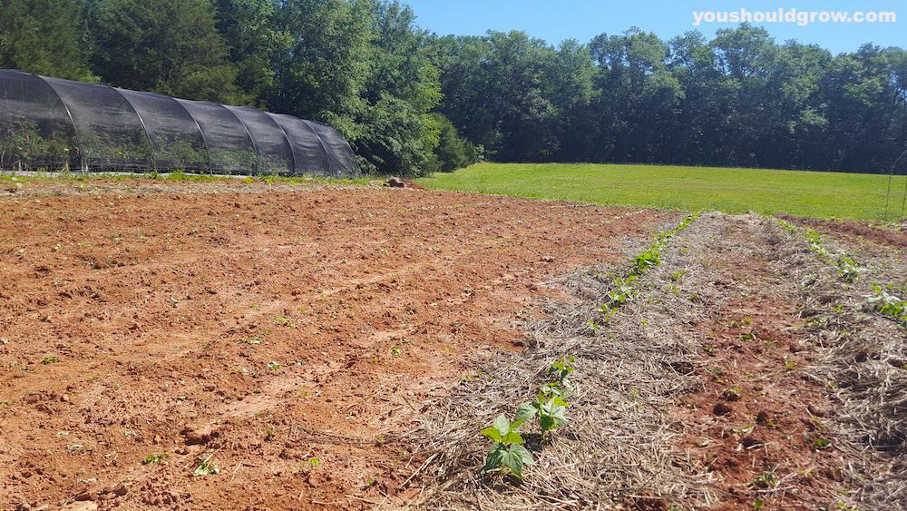 vegetable garden in red clay soil