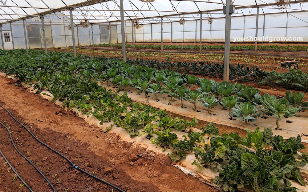 vegetables growing happily in clay soil