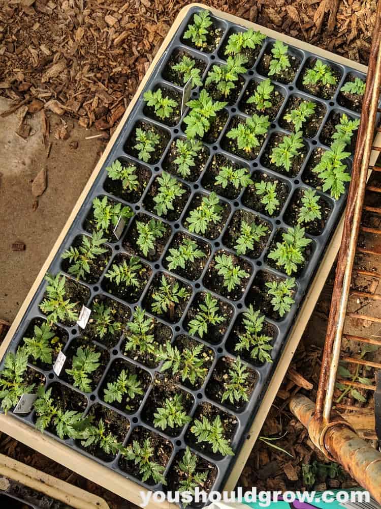 tray of happy tomato seedlings