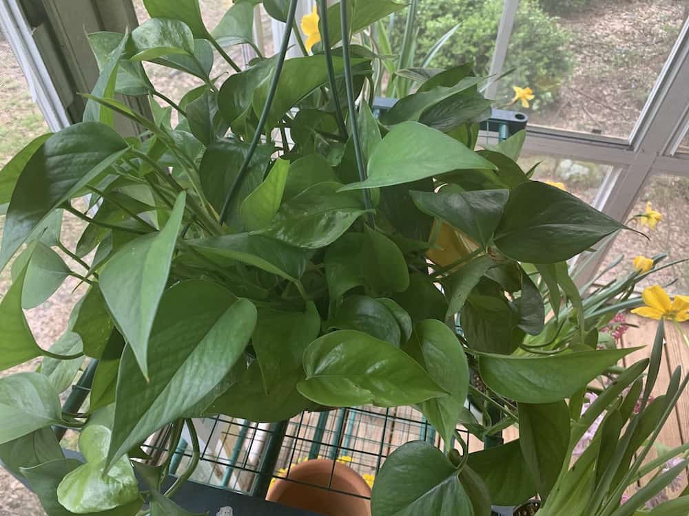 Growing houseplants: pothos grows happily on a porch with lots of indirect sunlight
