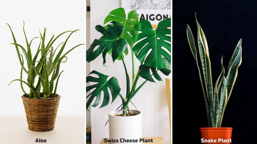 aloe, swiss cheese, snake plant