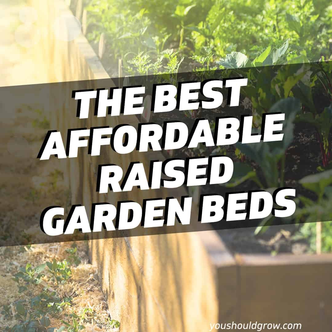 3 Best Raised Garden Beds That Don’t Break The Bank