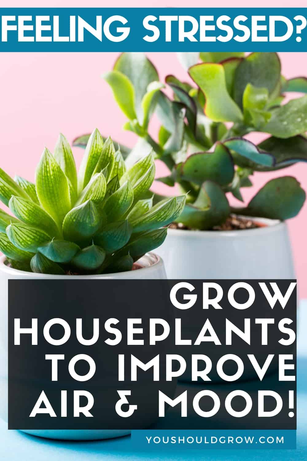 In times of stress, you can find relief by growing houseplants. Surrounding yourself with these peaceful living beings not only improves oxygen levels in your home but has proven benefits for anxiety and depression. Best houseplants for beginners, easy to grow plants, indoor gardening, garden therapy, low light houseplants, decorating with houseplants