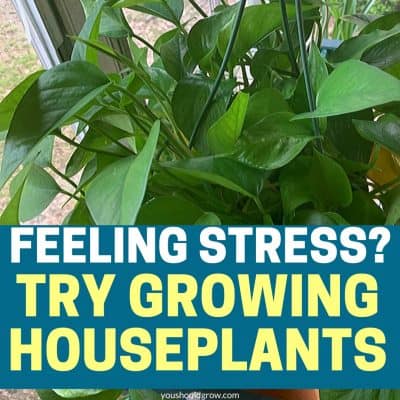 Growing Houseplants Improves Air And Mood