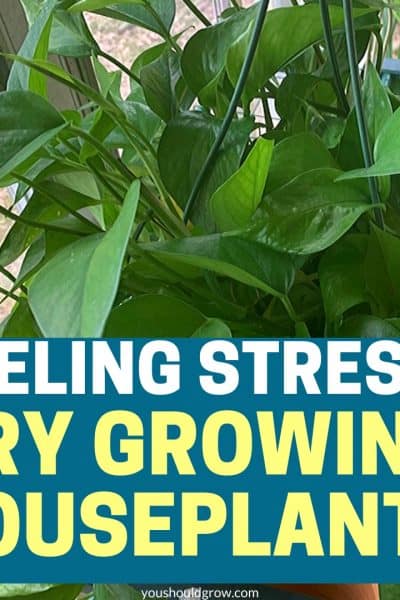 Feeling stress? Try growing houseplants! Promotional image