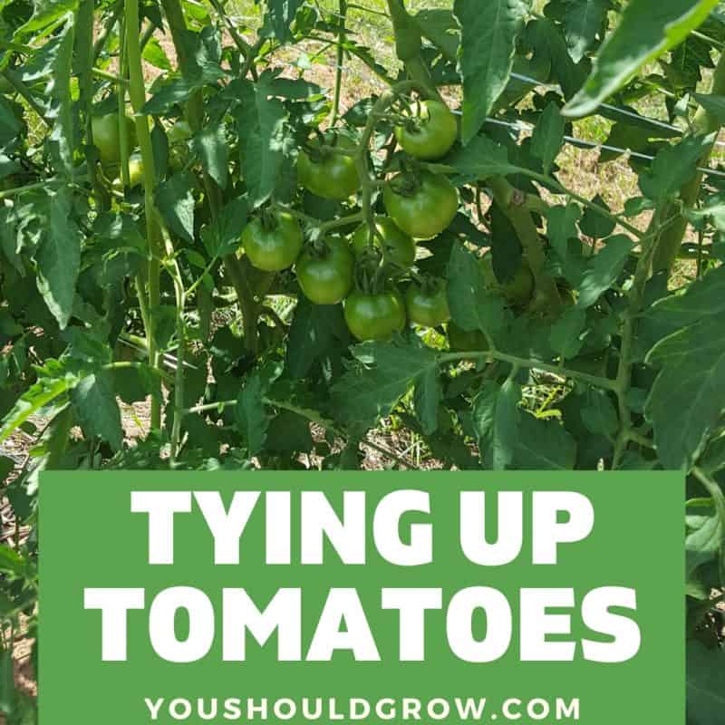 Growing Tomatoes Archives You Should Grow