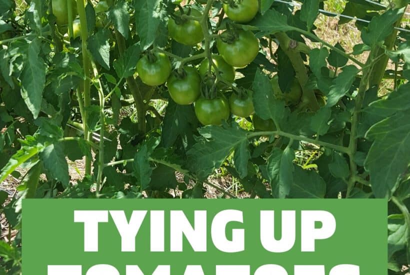 staking tomatoes featured image