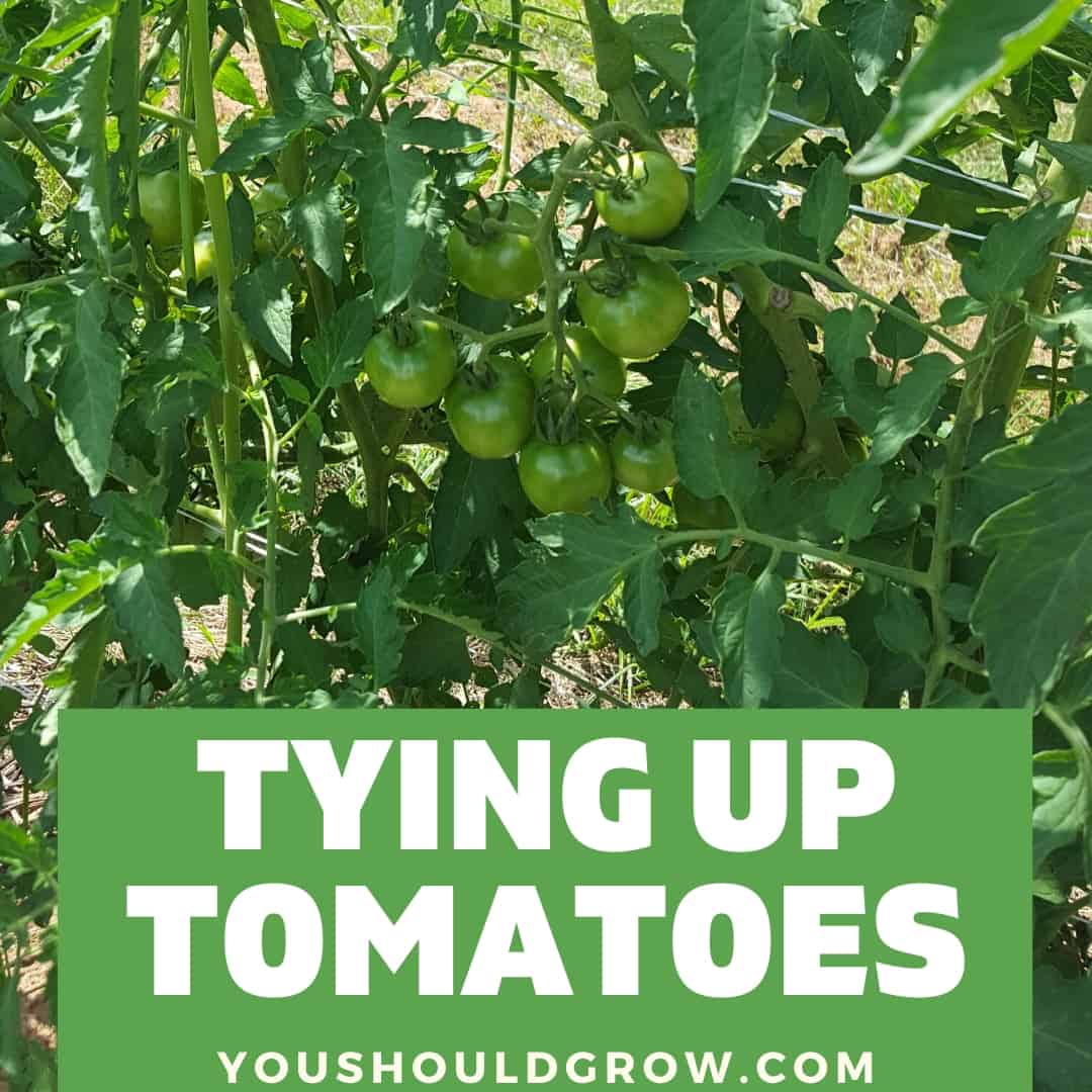 Staking Tomatoes For Healthier Plants (And More Fruit)