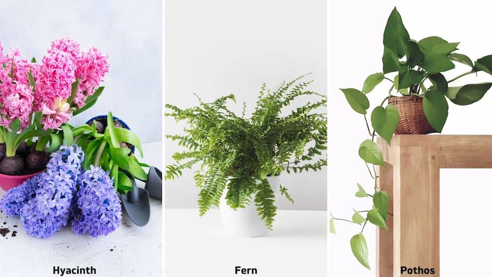 hyacinth, fern, pothos