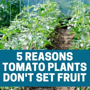 5 reasons tomato plants don't set fruit promotional image