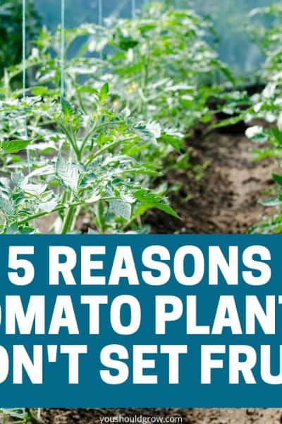 5 reasons tomato plants don't set fruit promotional image