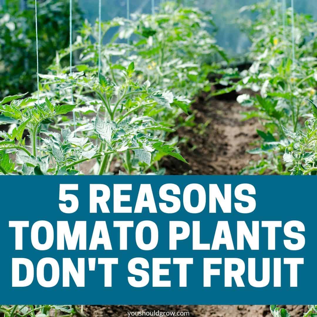 Reasons Your Tomato Plant Flowers But Has No Tomatoes - You Should Grow