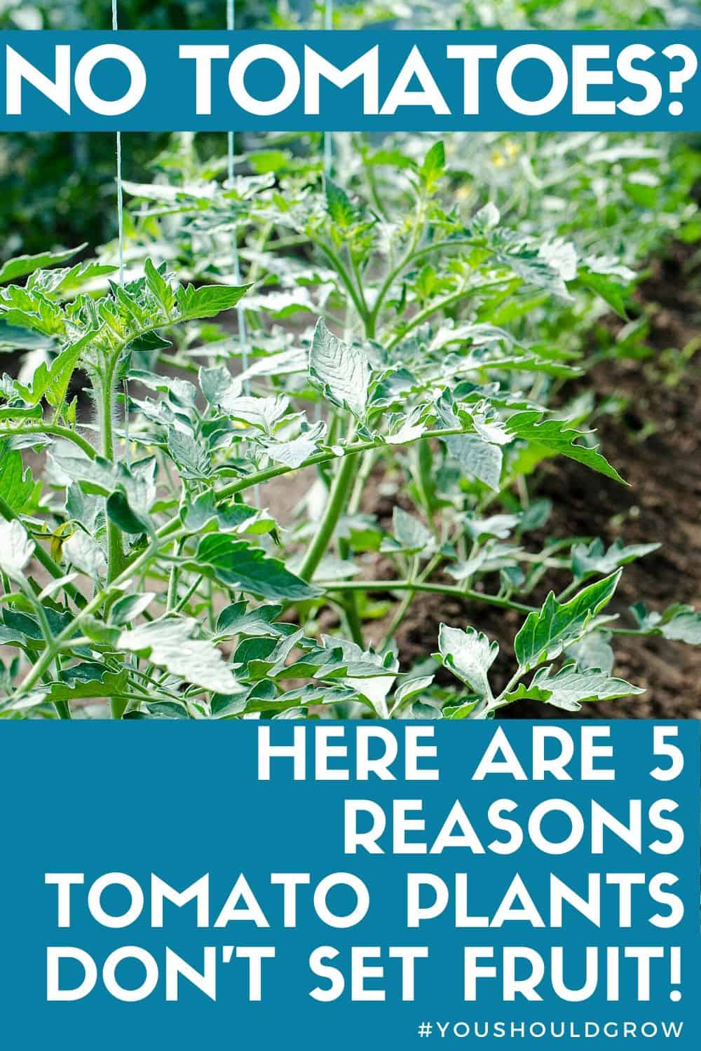 Isn't it frustrating when your tomato plant flowers but there's no fruit? Here are 5 reasons why your tomato plant has no tomatoes and what you can do about it.