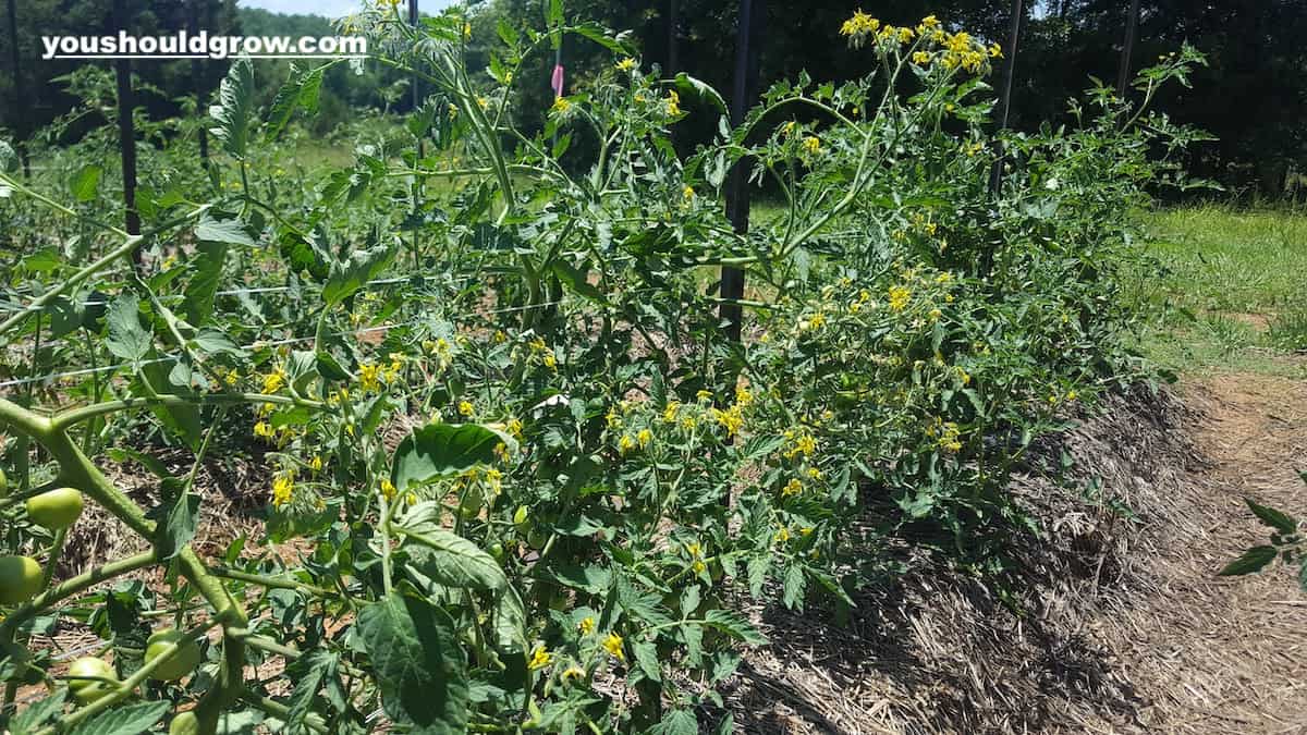 tomato plant flower