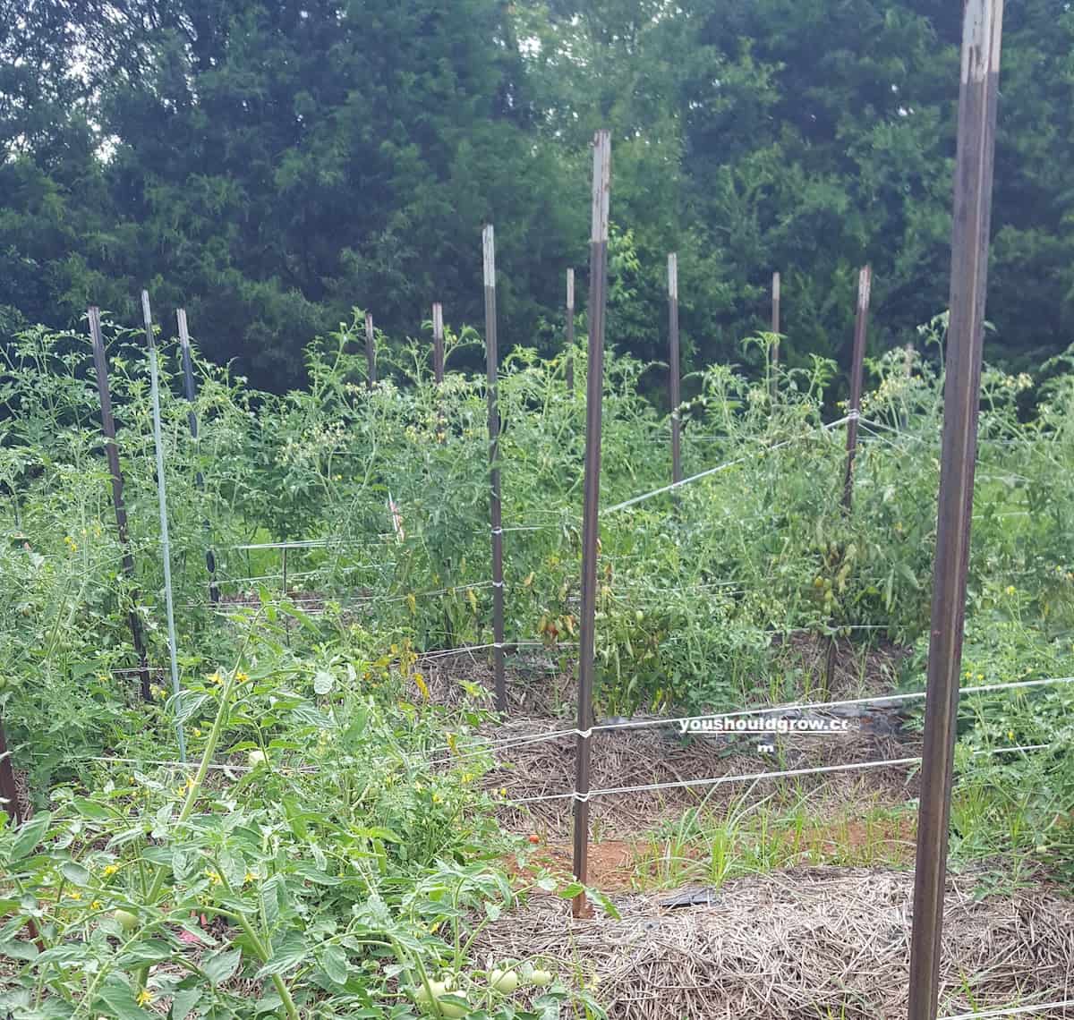 rows of tomato plants