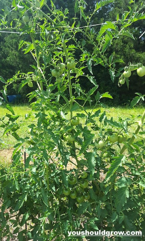 Reasons Your Tomato Plant Flowers But Has No Tomatoes You Should Grow 6389