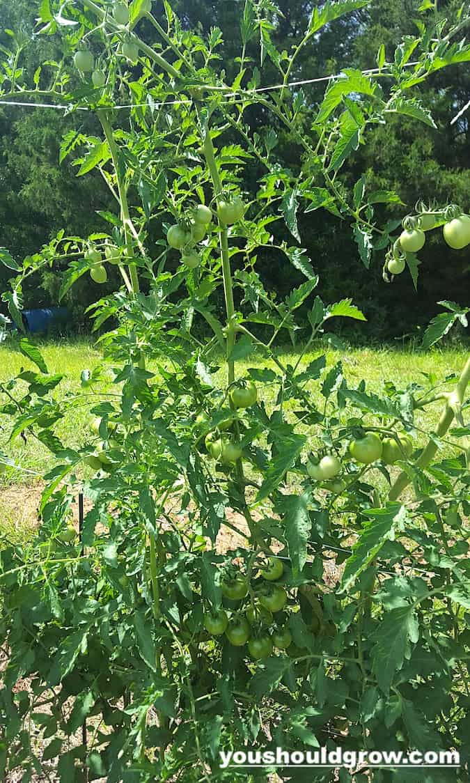 tall lush tomato plant with tomatoes