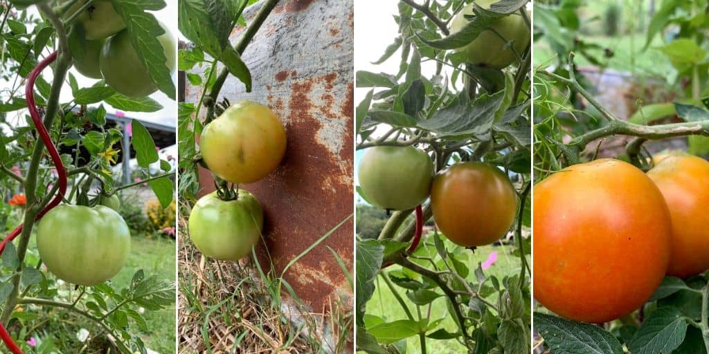 Stages of ripening tomatoes