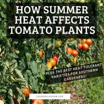 How The Summer Heat Affects Your Tomato Plants