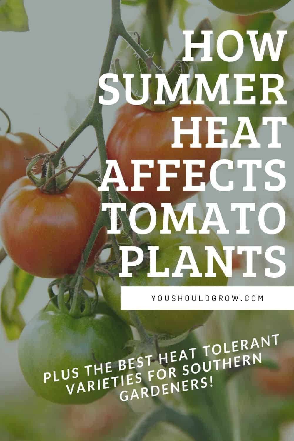 how summer heat affects tomato plants pinterest pin
