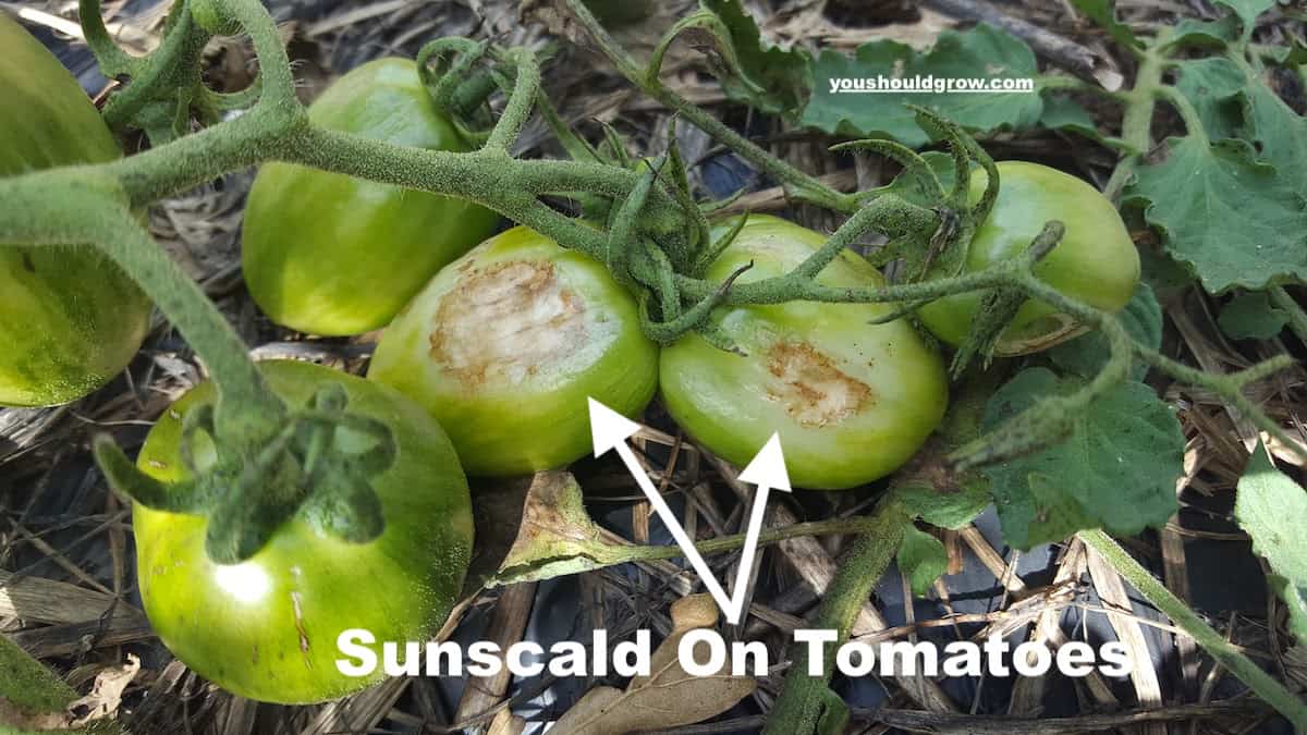 sunscald on tomatoes