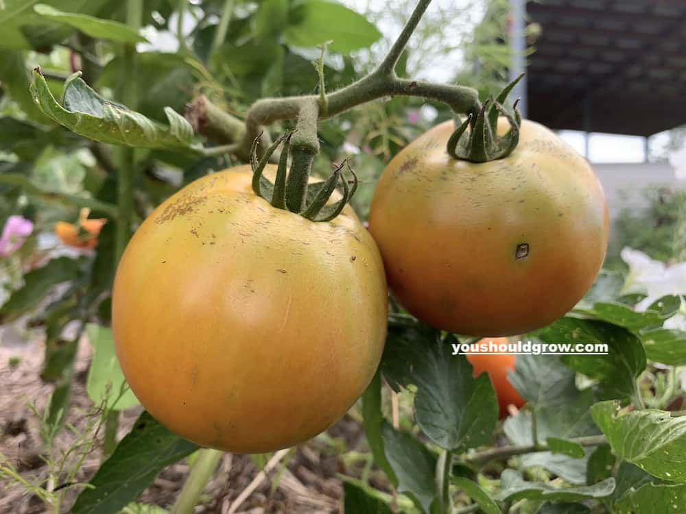 tomatoes ripening on the vine by youshouldgrow.com