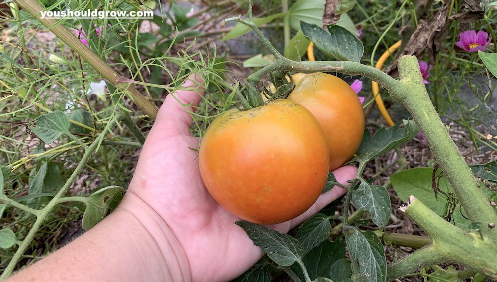 vine ripened tomatoes by youshouldgrow.com