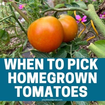 When To Pick Tomatoes And How To Store Them