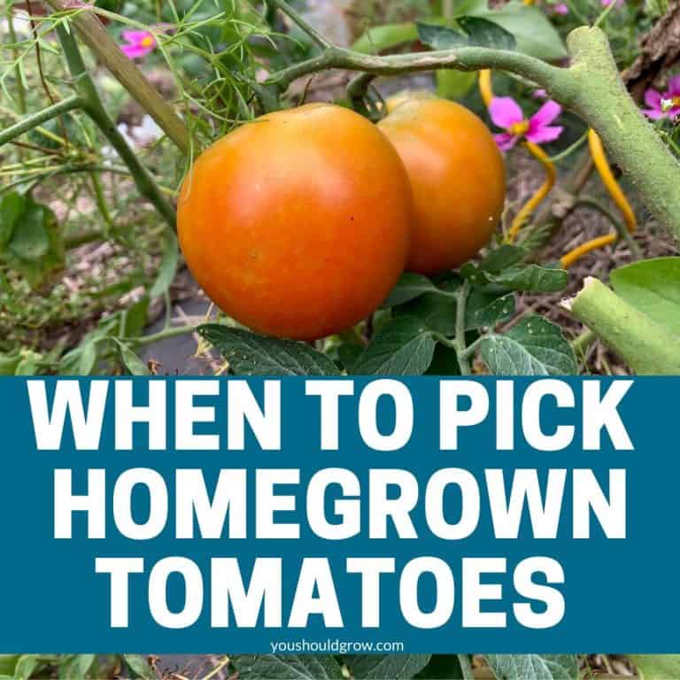 Five Tomato Varieties Better Than Better Boy You Should Grow