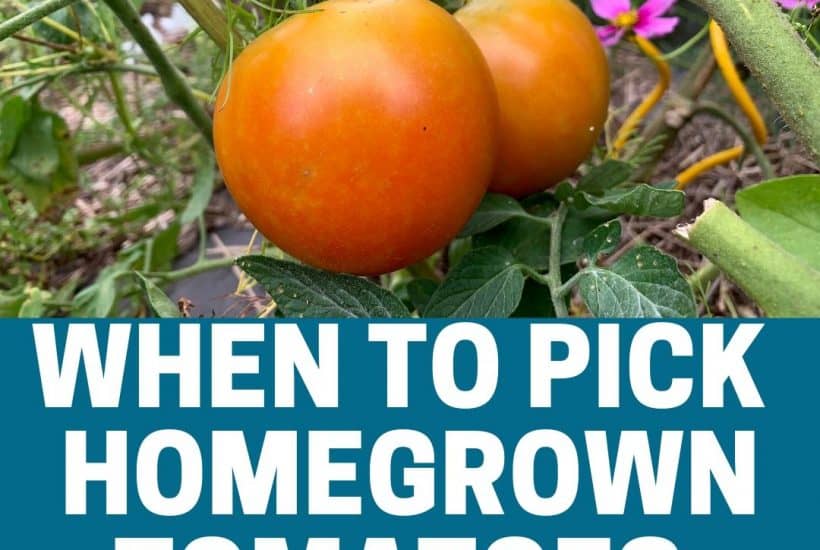 When to pick tomatoes featured image