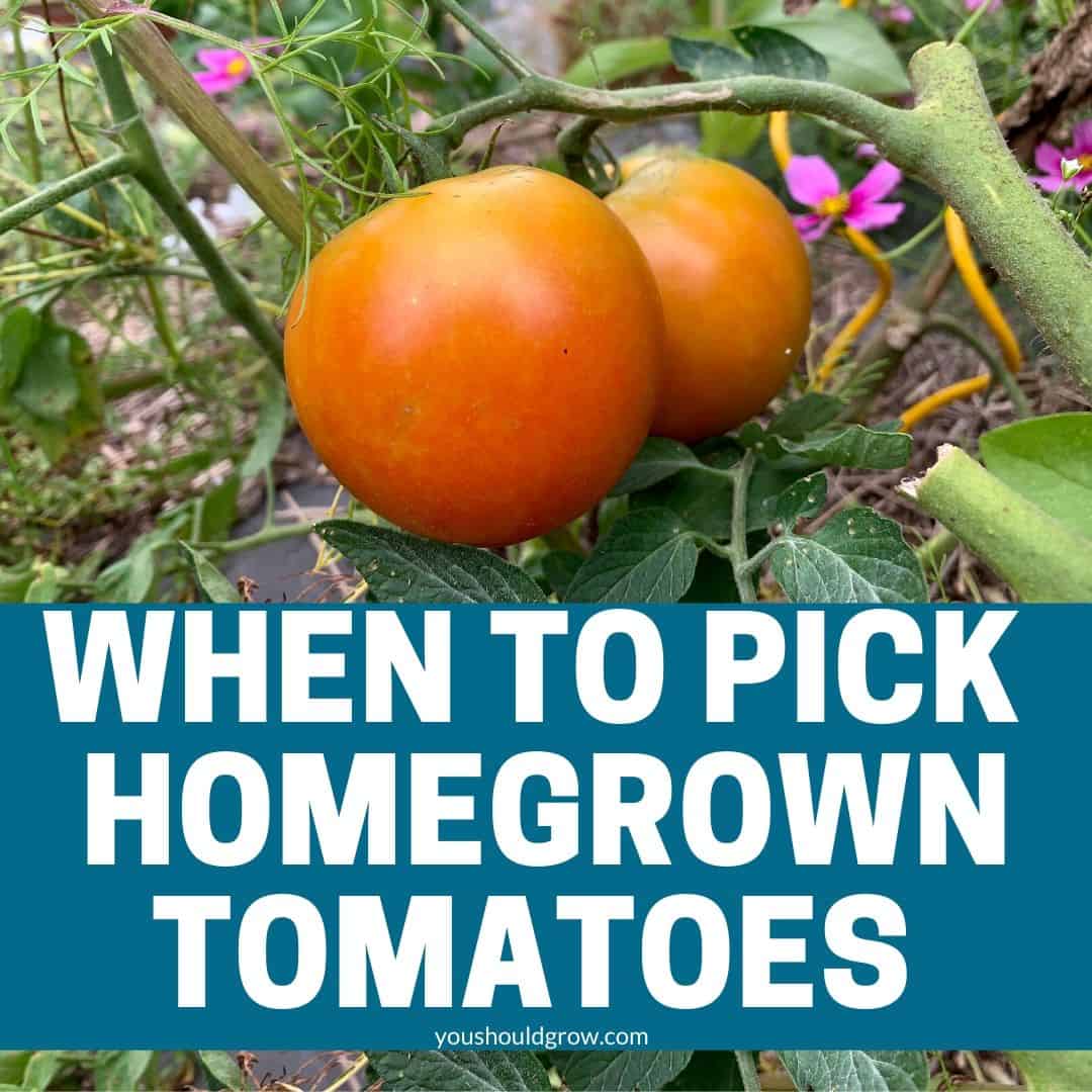 When To Pick Tomatoes And How To Store Them
