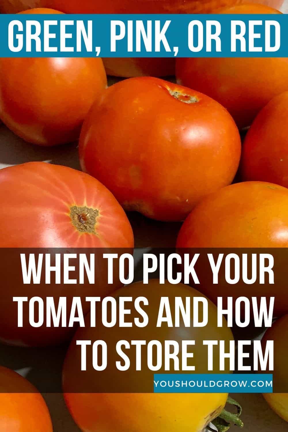 When should you pick your tomatoes? Learn about the stages of ripening and when it's the best time to pick homegrown tomatoes.
