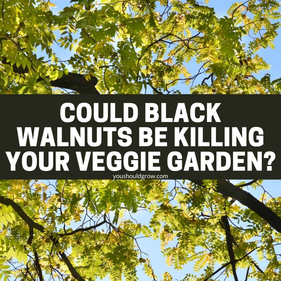 How Black Walnut Trees Kill Vegetable Plants
