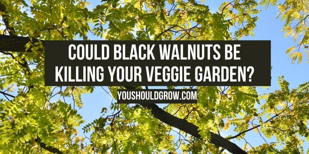 How Black Walnut Trees Kill Vegetable Plants - You Should Grow