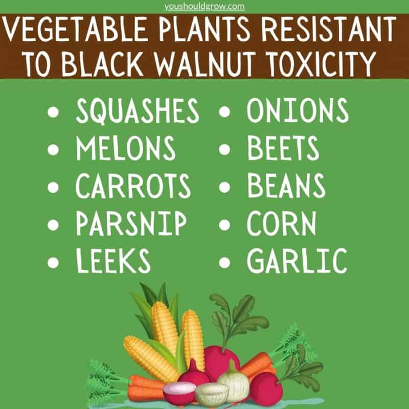 vegetable plants resistant to black walnut toxicity graphic