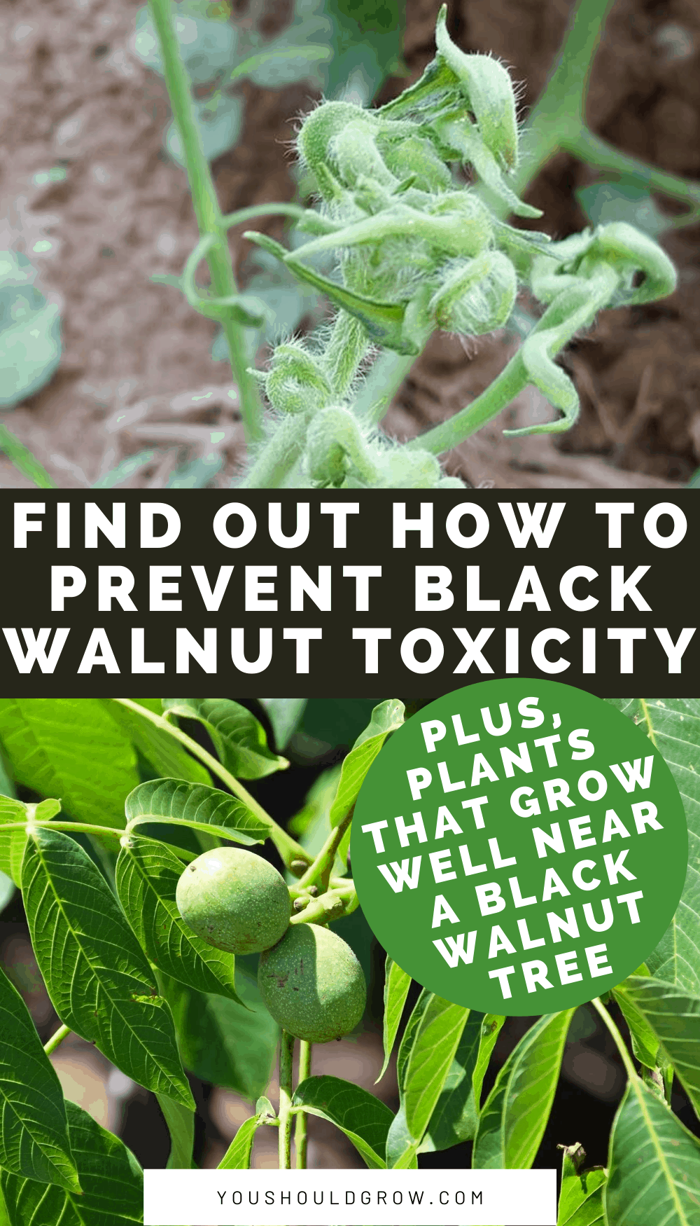 Vegetable gardening near black walnut trees can be disappointing. Black walnut toxicity is a common cause of wilting and death of vegetable plants. Here's what happens and what you can do about it.