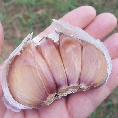 Growing Garlic – A Great Way To Get Started Gardening