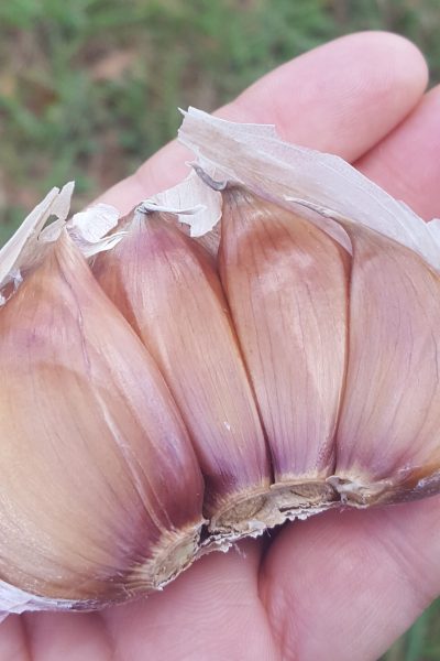 growing garlic at home