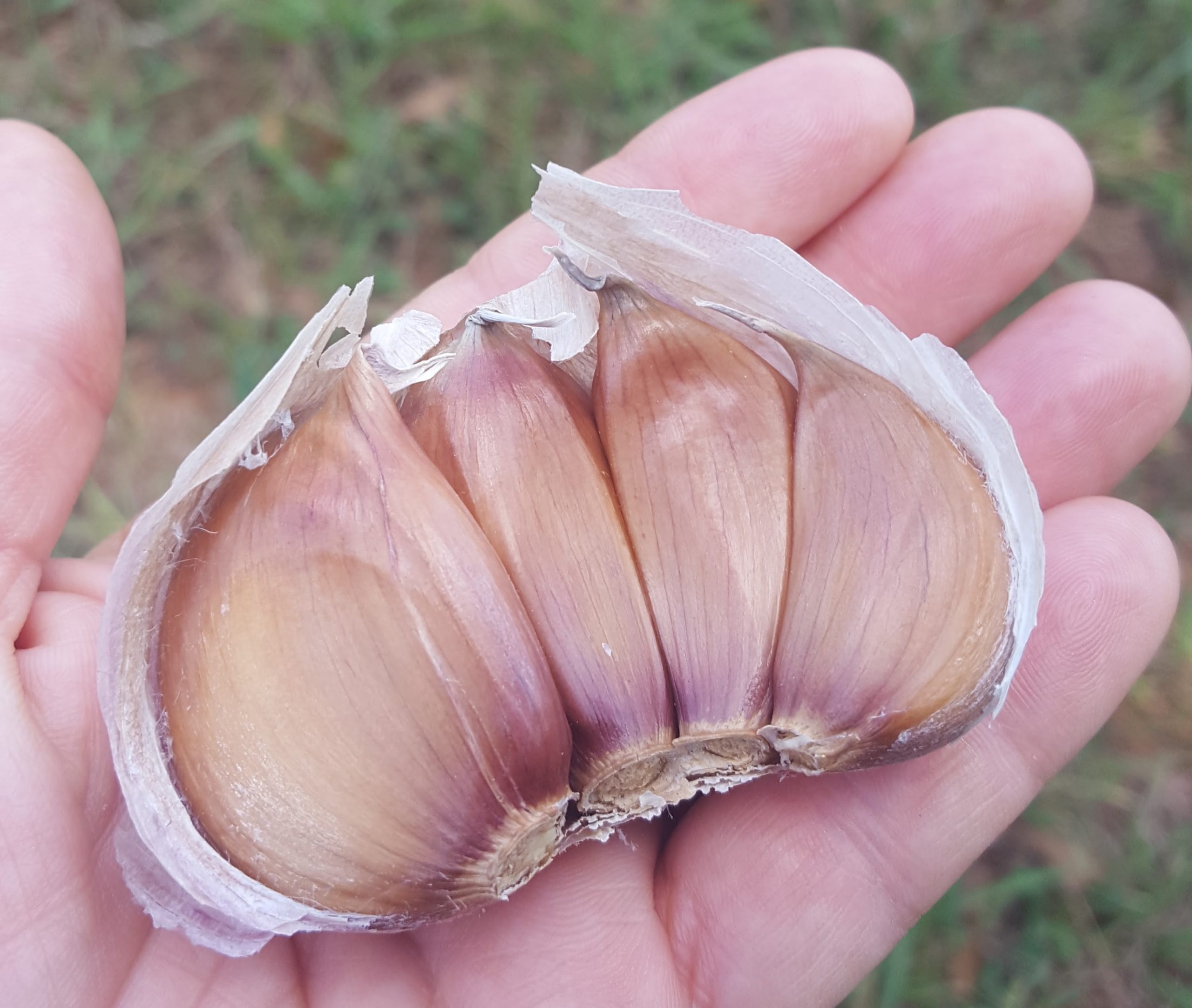 Growing Garlic – A Great Way To Get Started Gardening