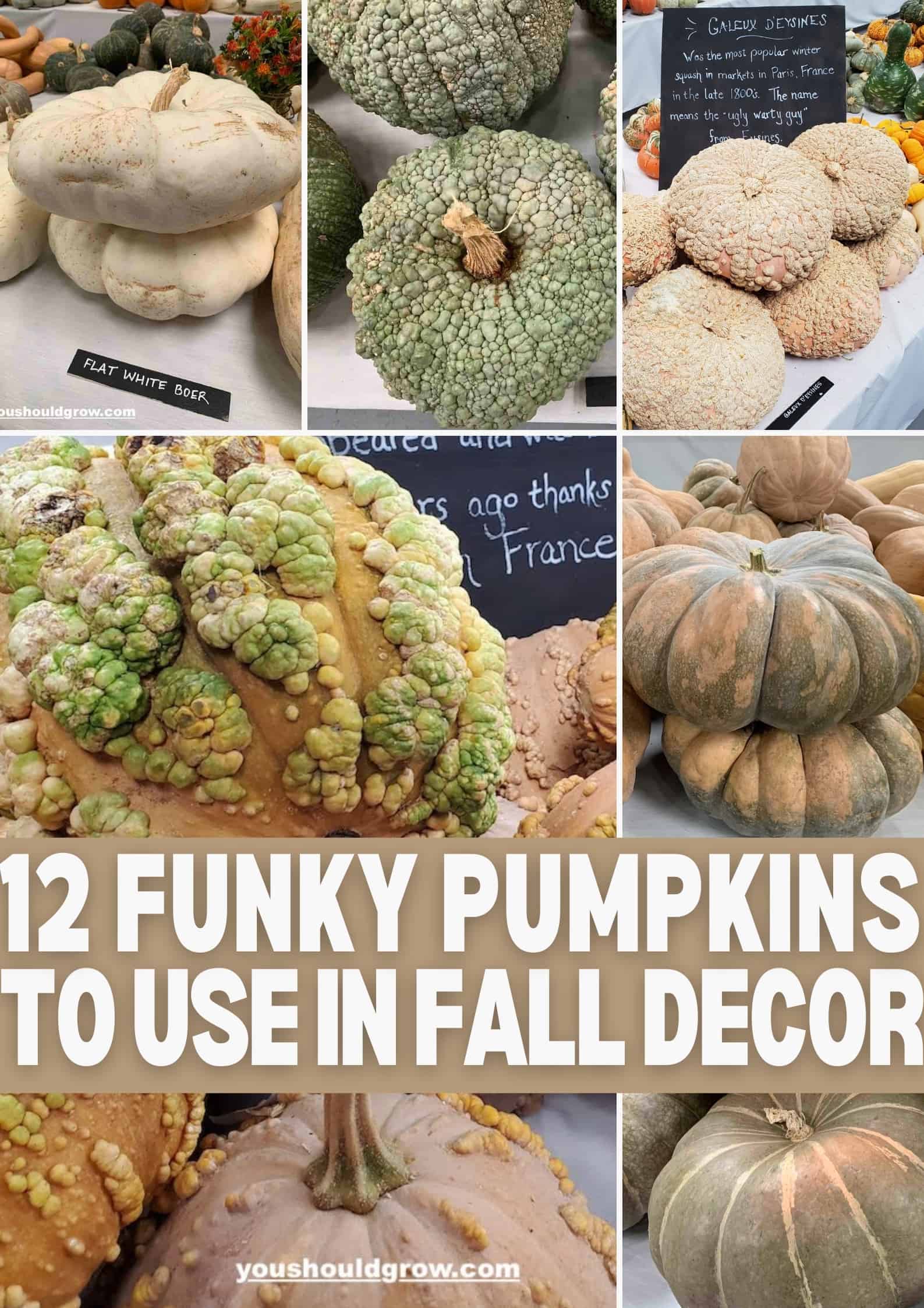 12 Funky Pumpkin Varieties You’ll Love