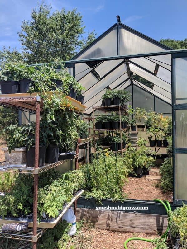 greenhouse full of tomatoes not treated with epsom salt