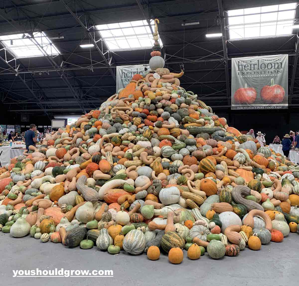 12 Funky Pumpkin Varieties You Ll Love You Should Grow   National Heirloom Expo 