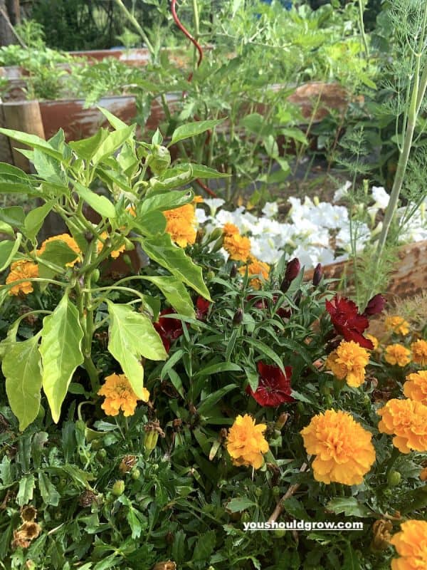 vegetables and flowers growing in a container looking healthy without using epsom salt