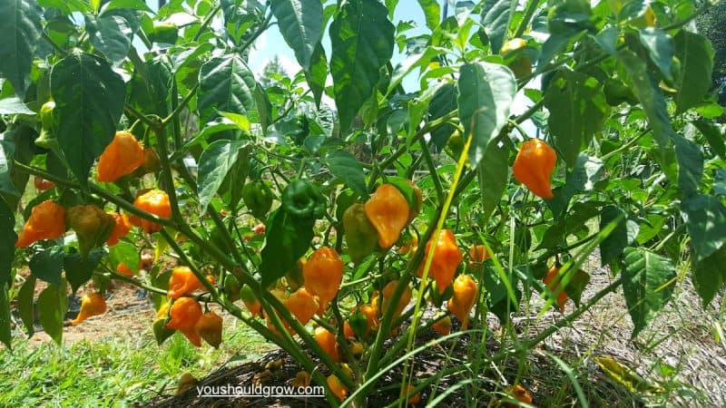 homegrown habanero pepper plant